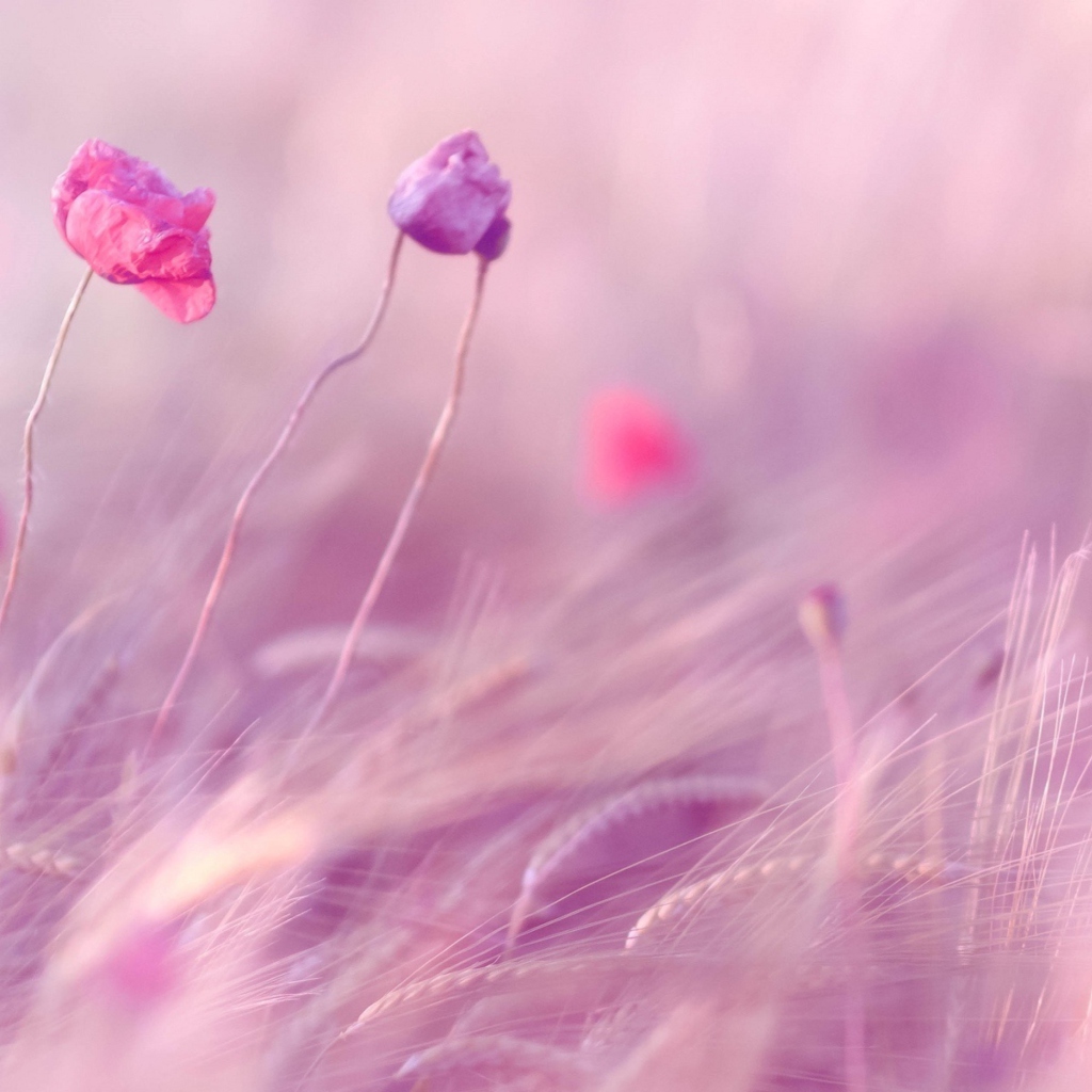 Sfondi Pink & Purple Flower Field 1024x1024