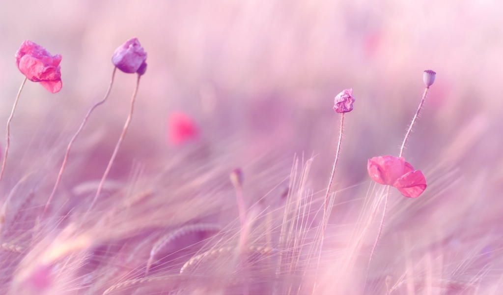 Pink & Purple Flower Field screenshot #1 1024x600