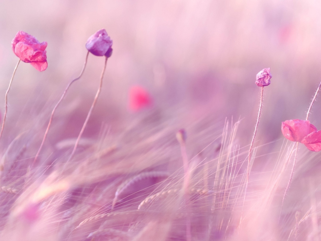 Обои Pink & Purple Flower Field 1024x768