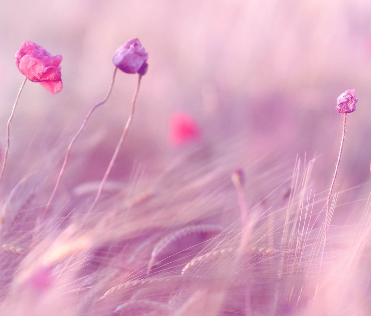Fondo de pantalla Pink & Purple Flower Field 1200x1024