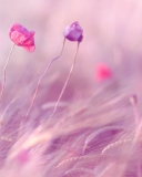 Обои Pink & Purple Flower Field 128x160