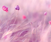 Das Pink & Purple Flower Field Wallpaper 176x144