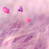 Pink & Purple Flower Field screenshot #1 208x208