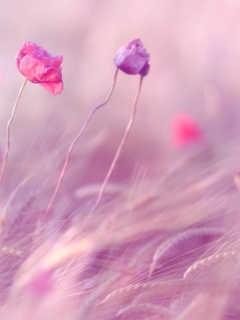 Screenshot №1 pro téma Pink & Purple Flower Field 240x320