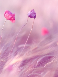 Pink & Purple Flower Field wallpaper 240x320