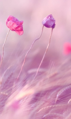 Pink & Purple Flower Field wallpaper 240x400