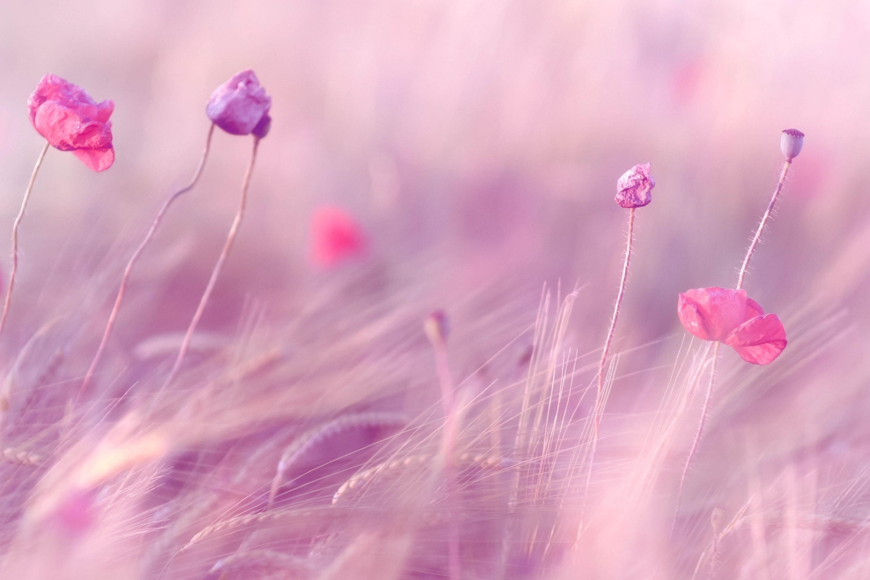 Das Pink & Purple Flower Field Wallpaper 2880x1920