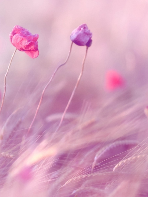 Обои Pink & Purple Flower Field 480x640