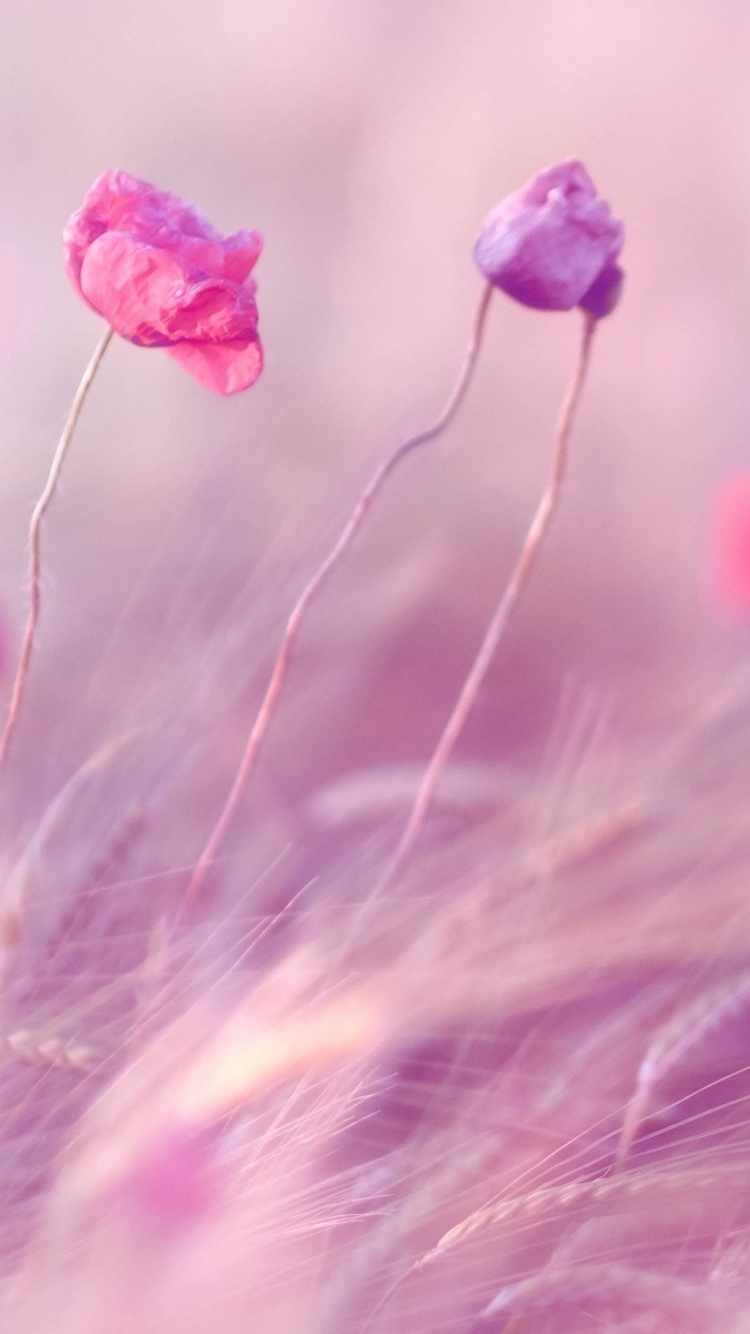 Das Pink & Purple Flower Field Wallpaper 750x1334