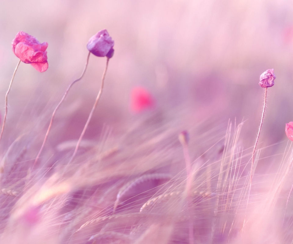 Das Pink & Purple Flower Field Wallpaper 960x800
