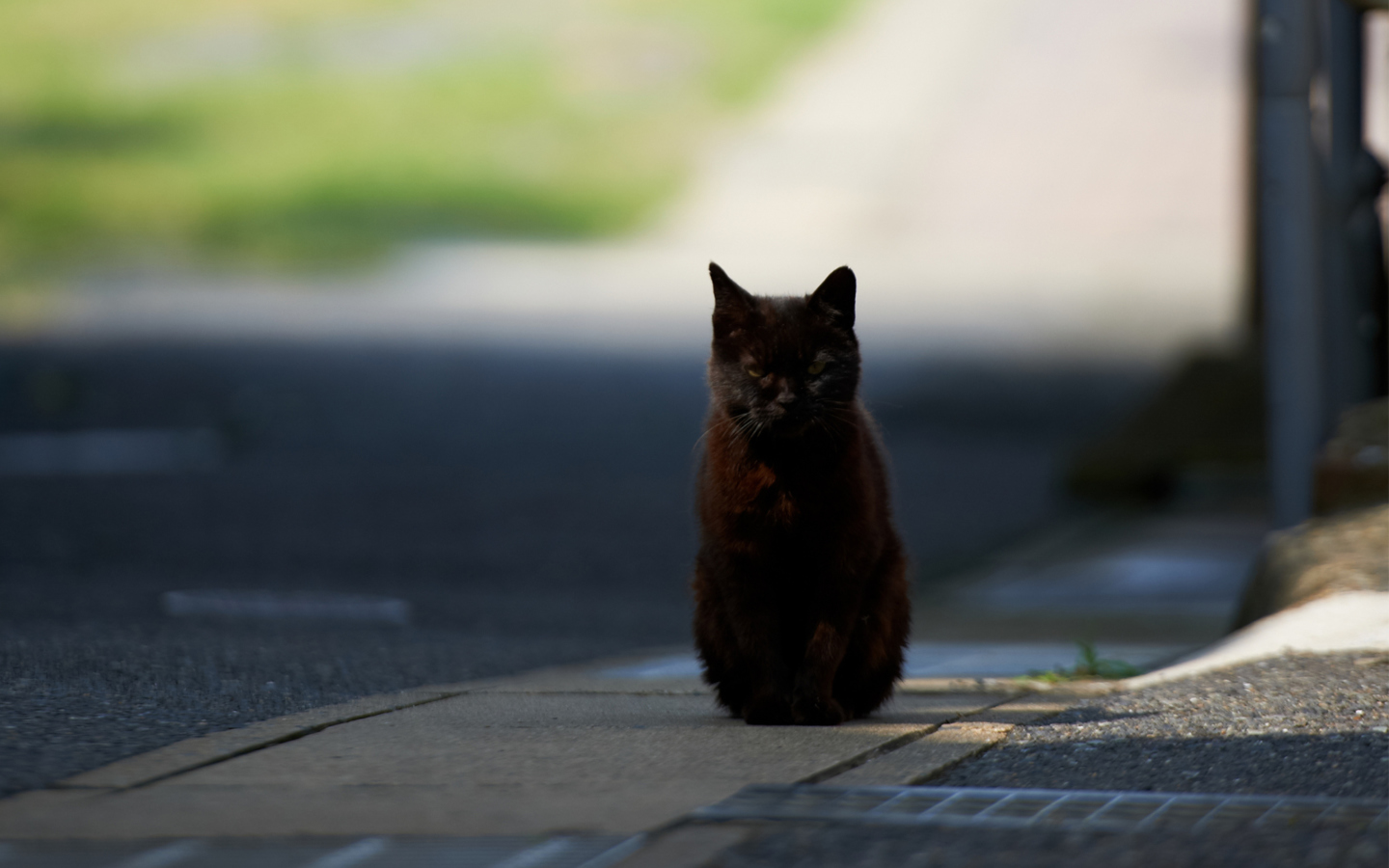 Обои Black Cat 1440x900