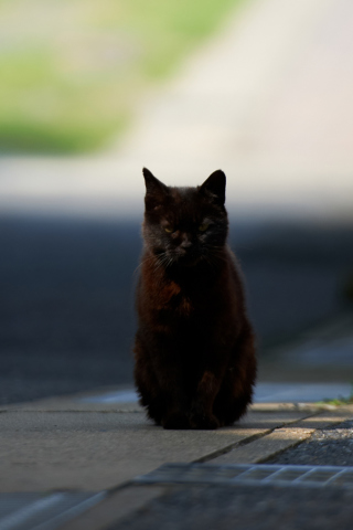 Black Cat wallpaper 320x480