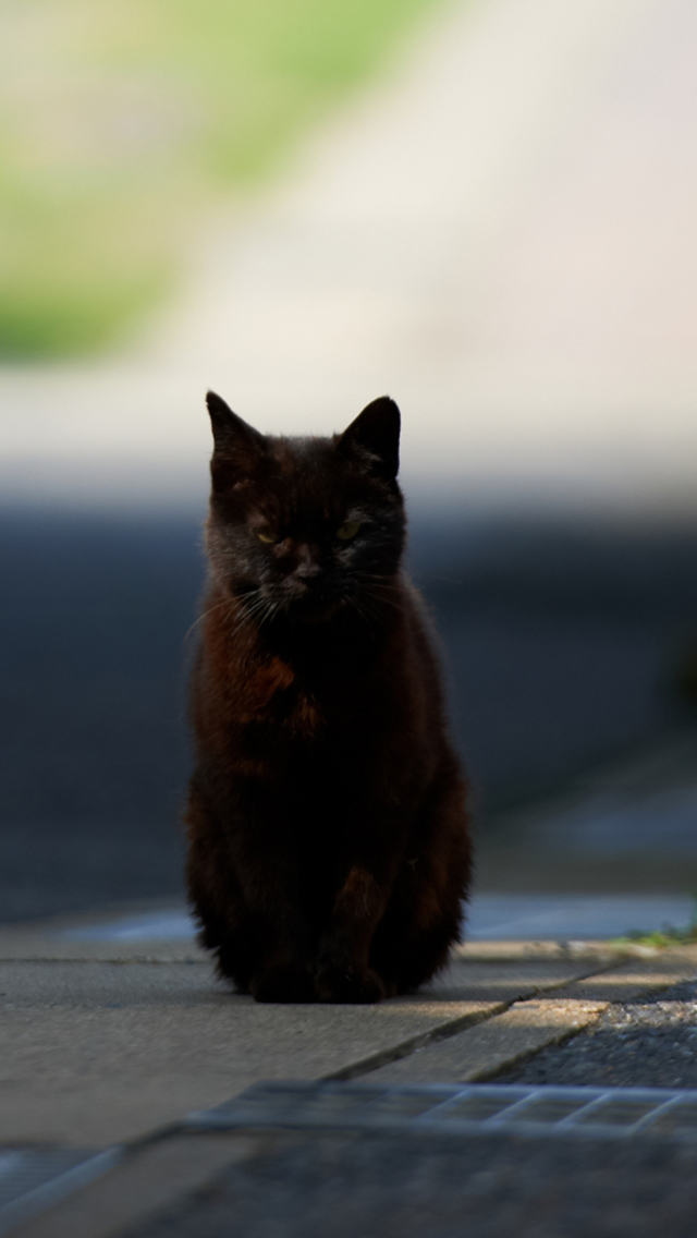 Обои Black Cat 640x1136