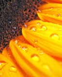 Screenshot №1 pro téma Sunflower Close Up 128x160