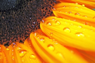 Sunflower Close Up - Obrázkek zdarma pro Nokia Asha 205