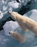 Sfondi Polar Bears 128x160