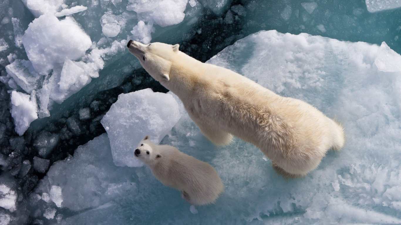 Das Polar Bears Wallpaper 1366x768