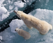 Sfondi Polar Bears 176x144