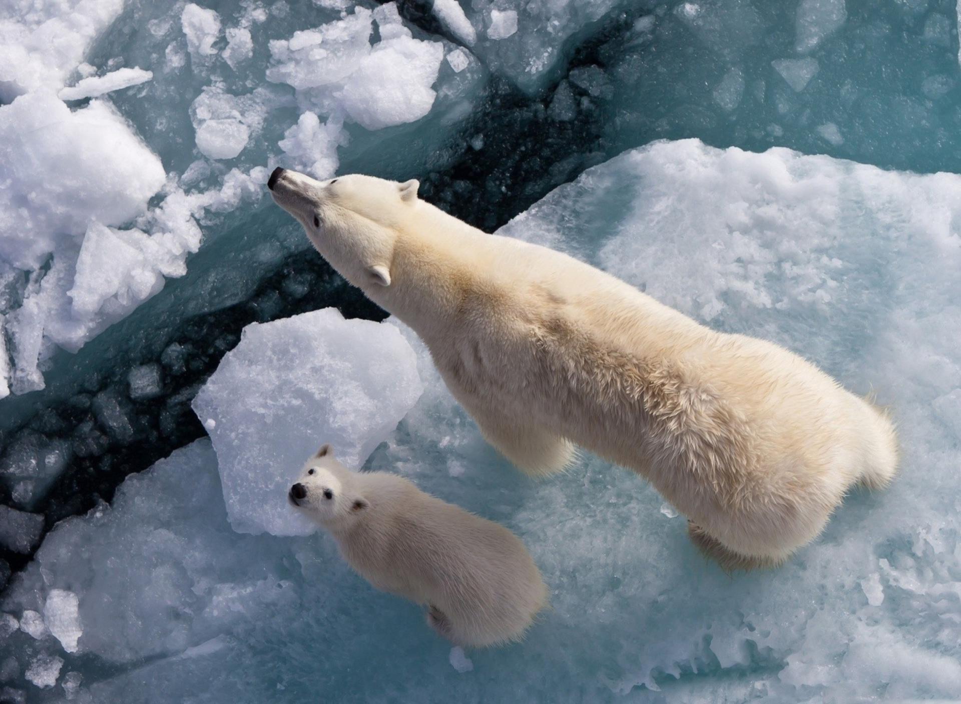Sfondi Polar Bears 1920x1408