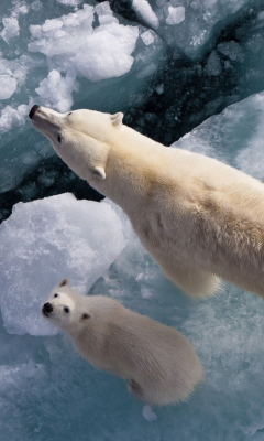 Polar Bears screenshot #1 240x400