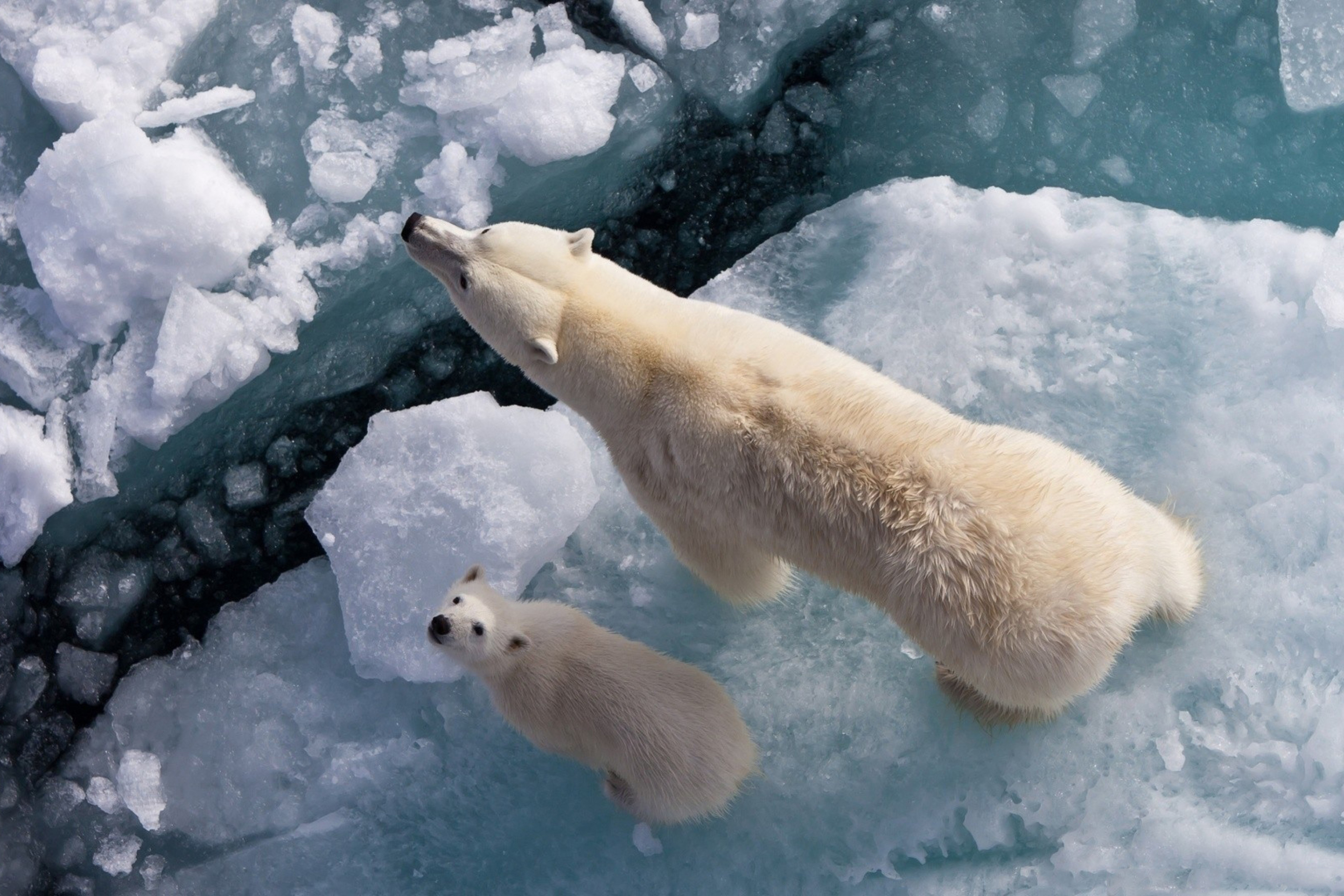 Ice animals. Белые медведи в Арктике. Белые медведи в Антарктиде. Полярные животные. Белый медведь на севере.