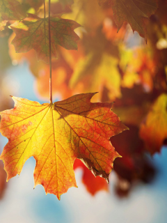 Das Autumn Time Wallpaper 240x320