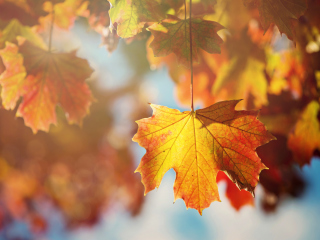 Обои Autumn Time 320x240