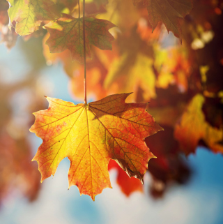Autumn Time - Obrázkek zdarma pro iPad Air