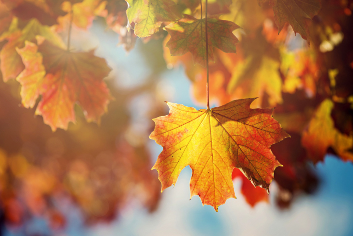 Screenshot №1 pro téma Autumn Time