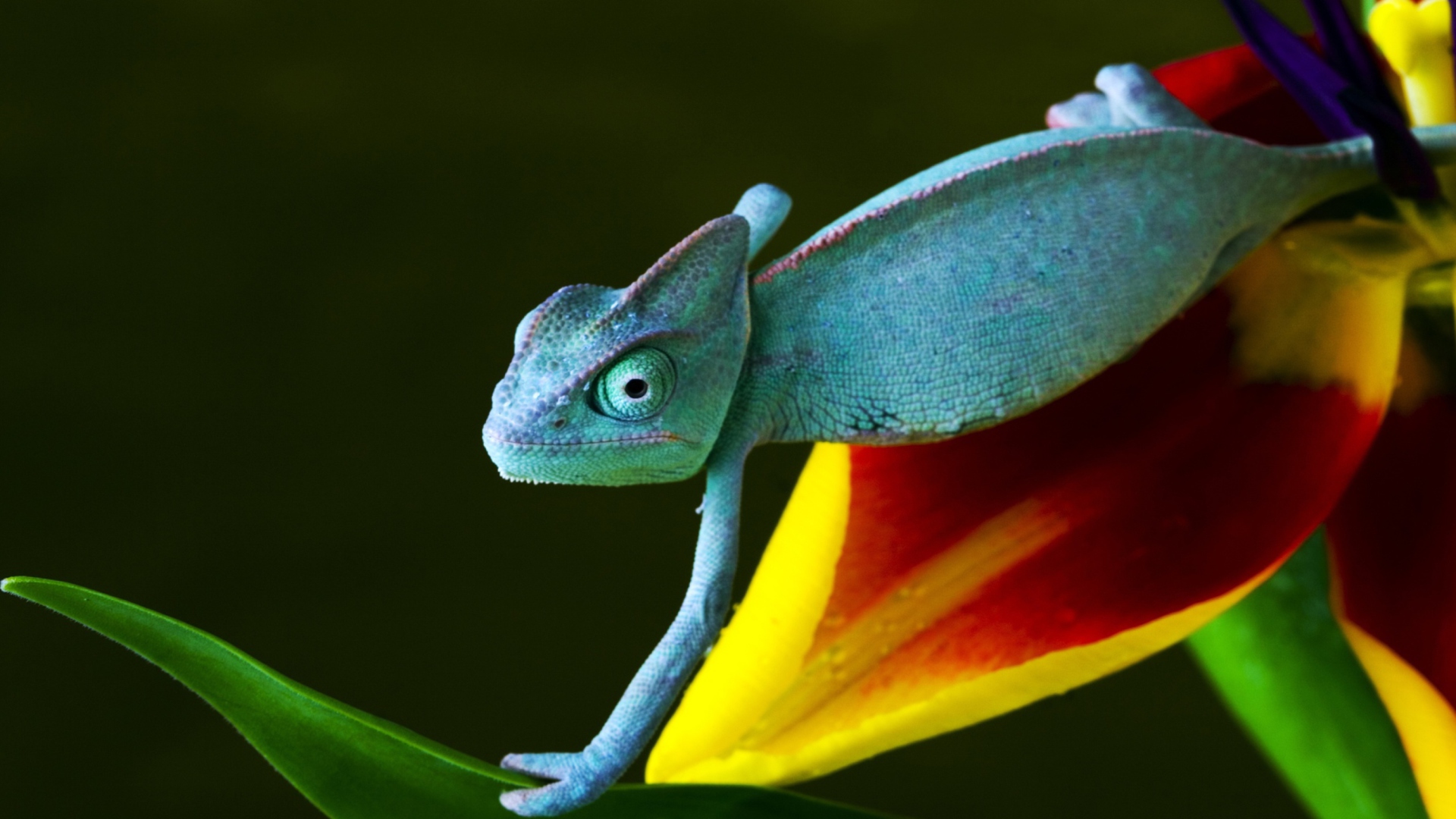 Das Blue Chameleon Wallpaper 1920x1080