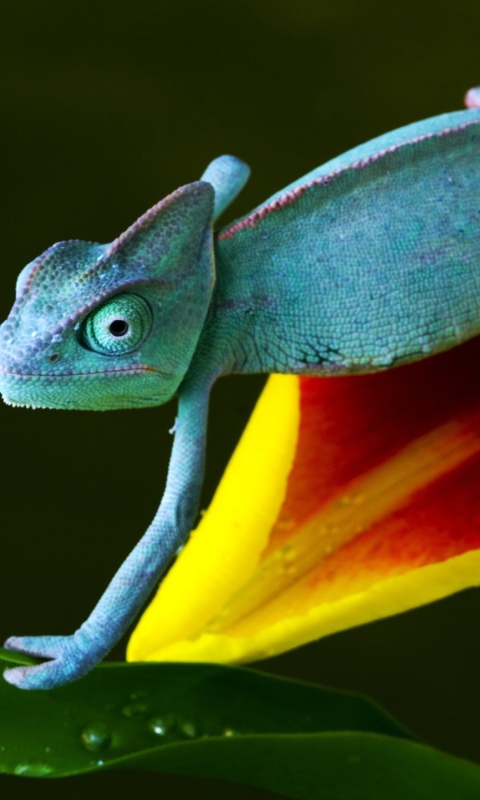 Das Blue Chameleon Wallpaper 480x800