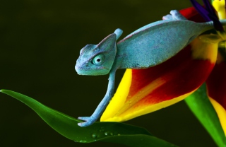 Blue Chameleon - Obrázkek zdarma pro Sony Xperia Z