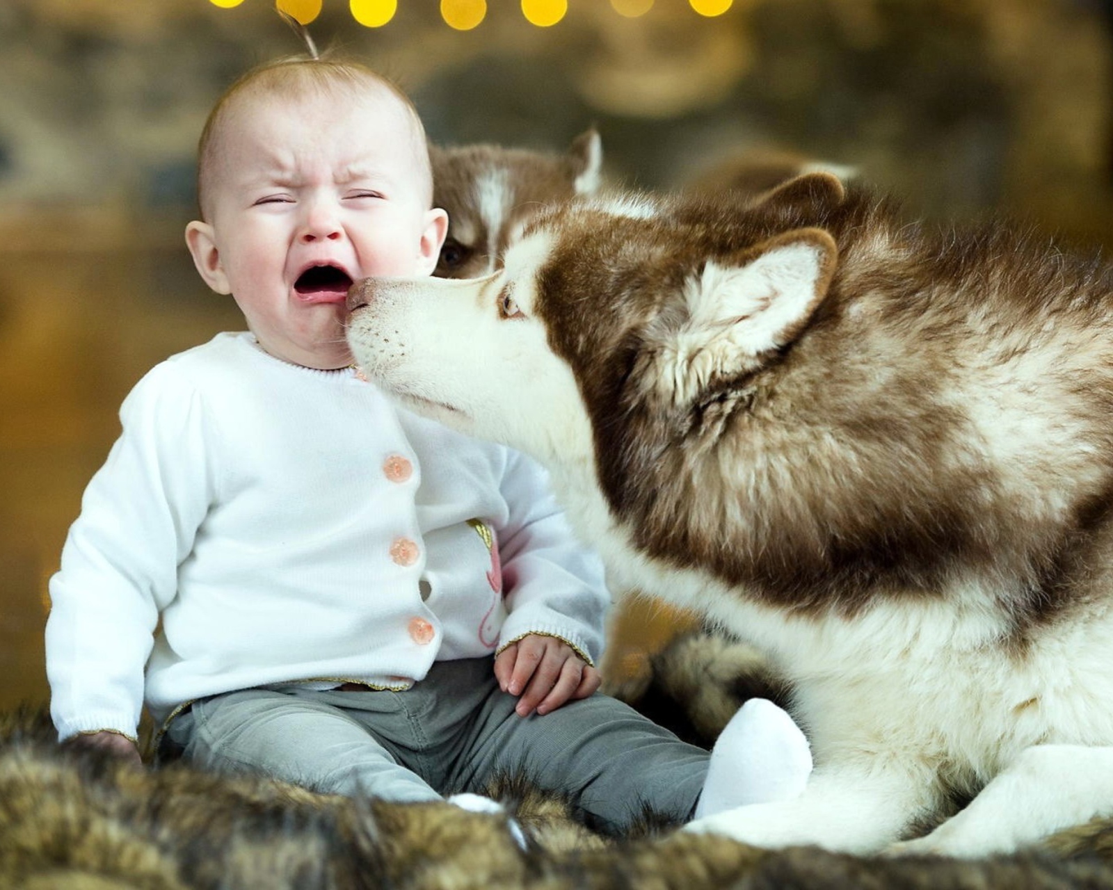 Baby and Dog wallpaper 1600x1280