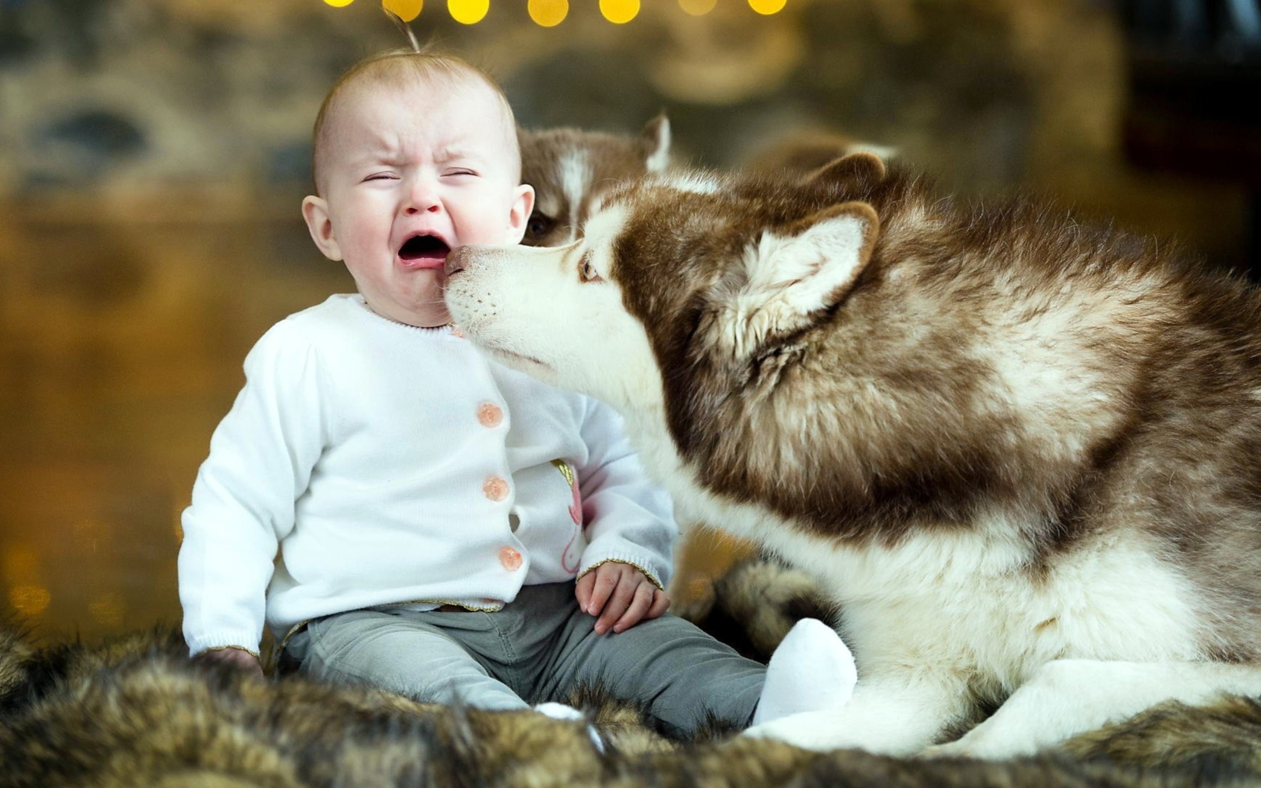 Baby and Dog wallpaper 2560x1600