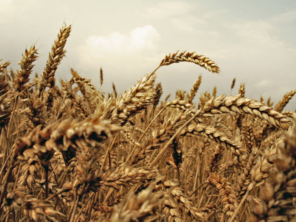 Обои Wheat field 1024x768