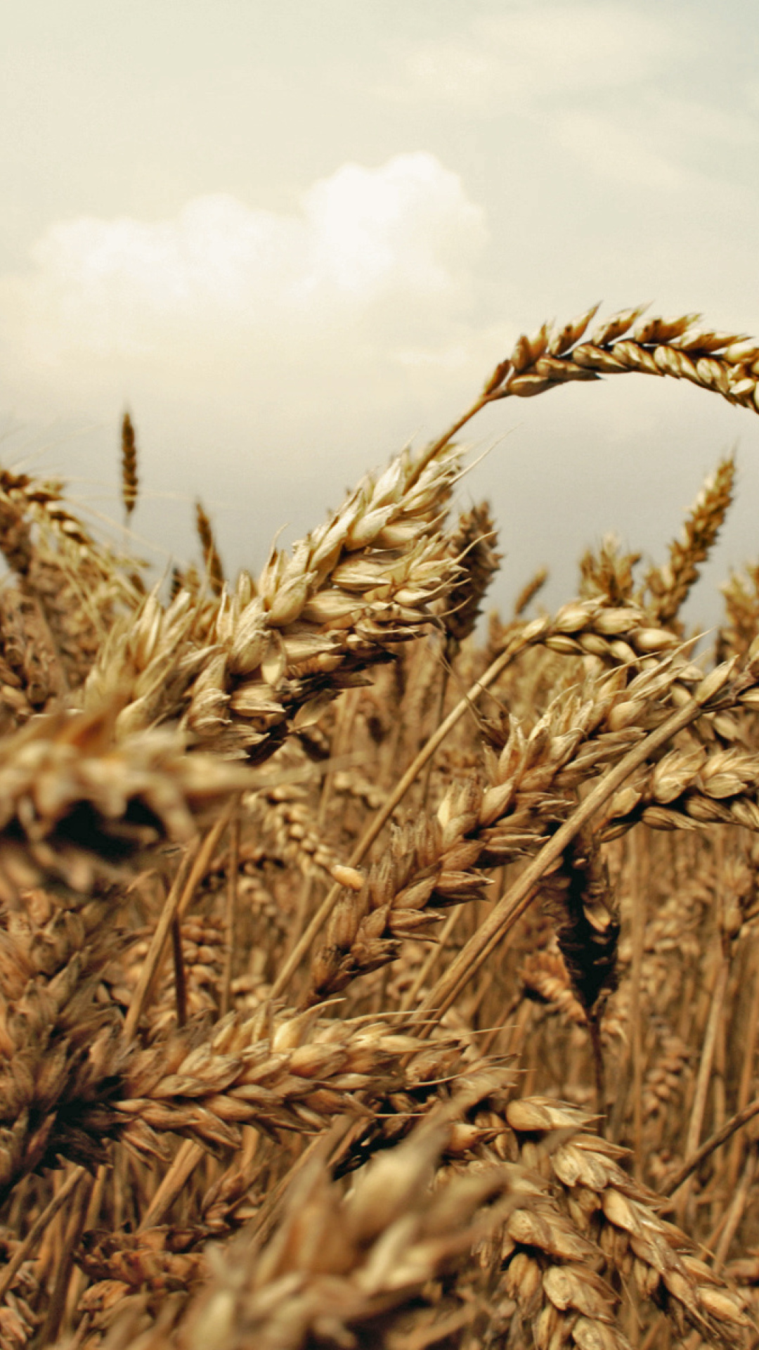 Обои Wheat field 1080x1920