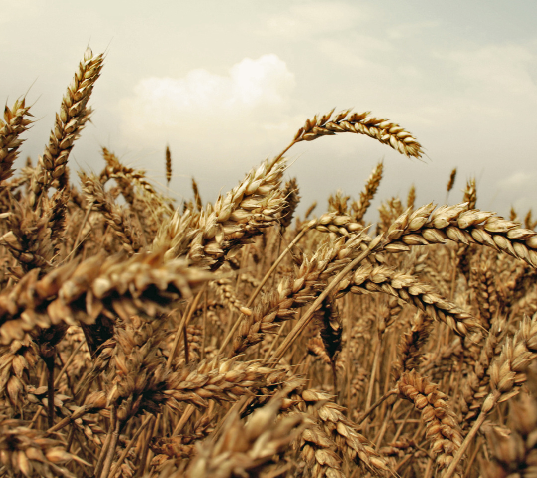 Обои Wheat field 1080x960
