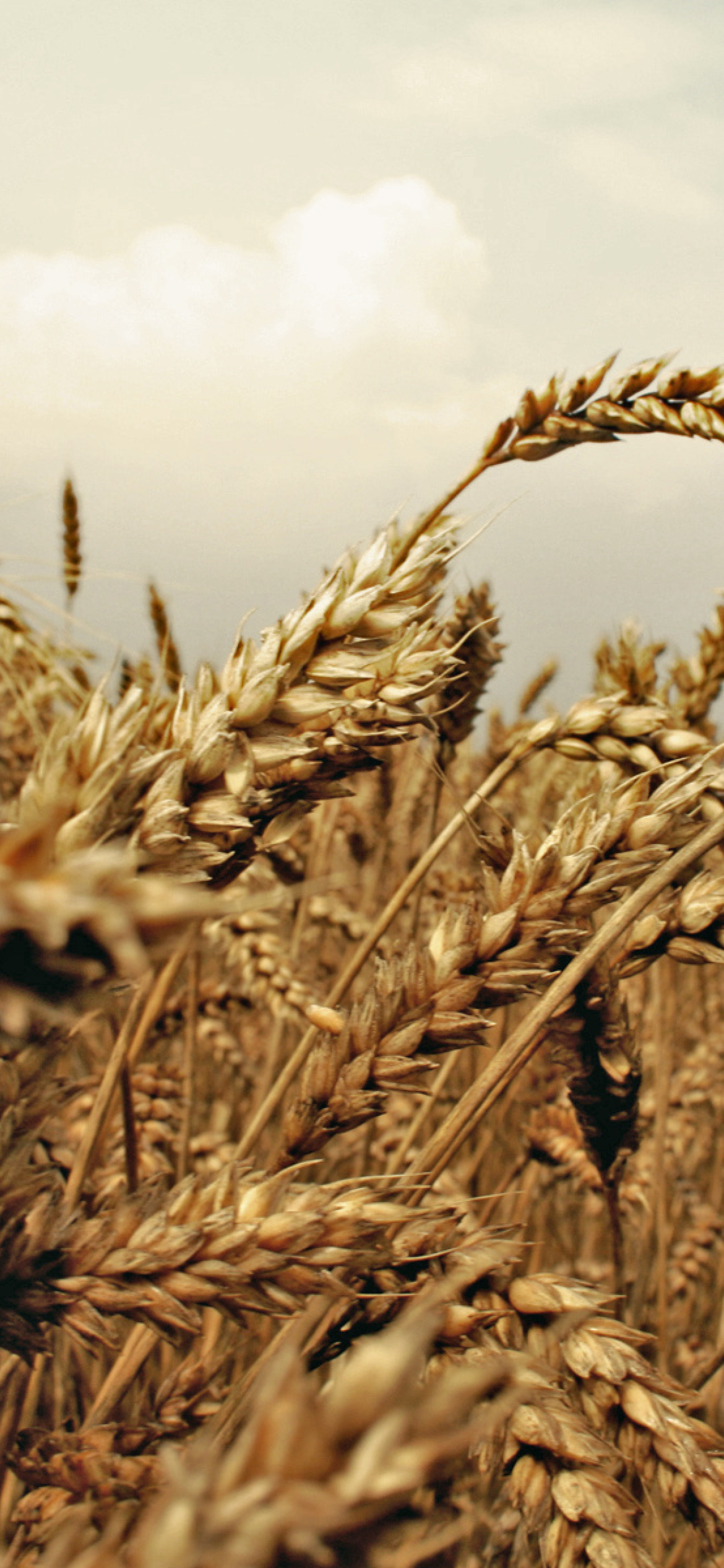 Wheat field screenshot #1 1170x2532