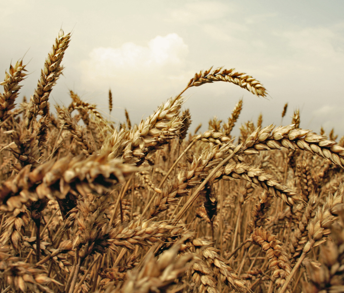 Wheat field screenshot #1 1200x1024