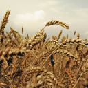 Wheat field screenshot #1 128x128