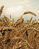 Sfondi Wheat field 128x160