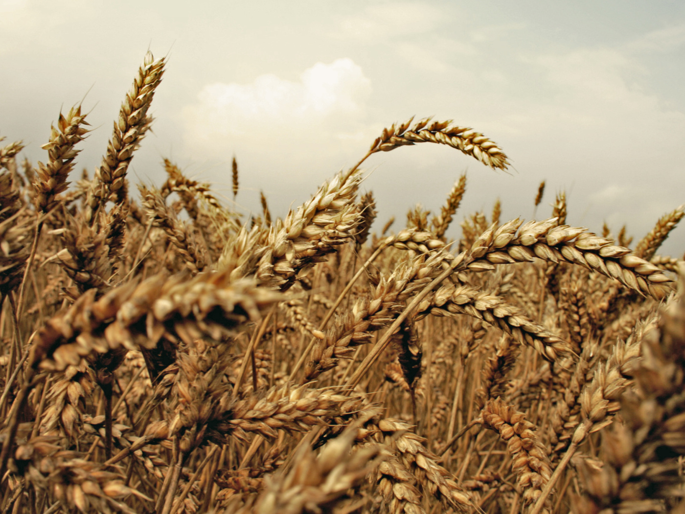 Wheat field wallpaper 1400x1050