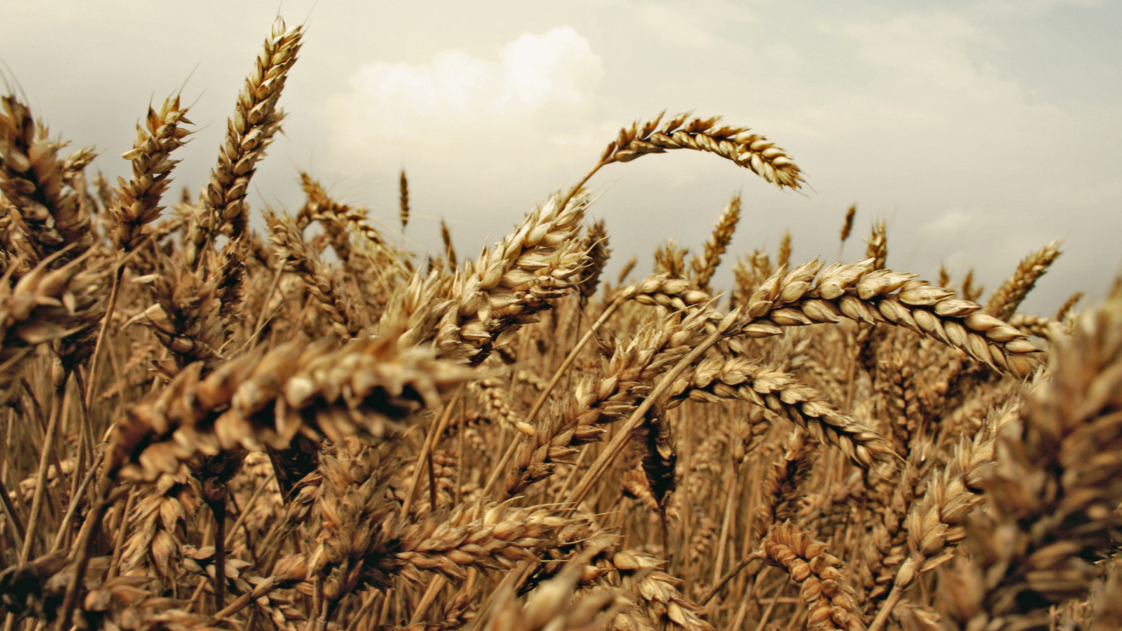 Sfondi Wheat field 1600x900