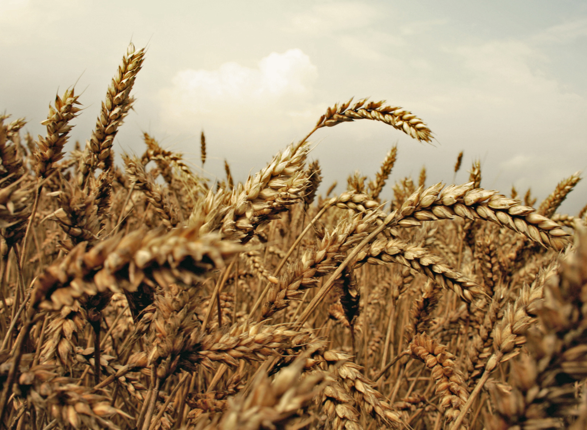 Wheat field screenshot #1 1920x1408
