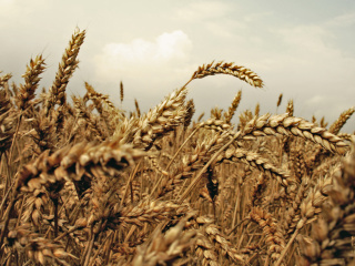 Wheat field screenshot #1 320x240
