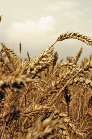 Wheat field screenshot #1 320x480