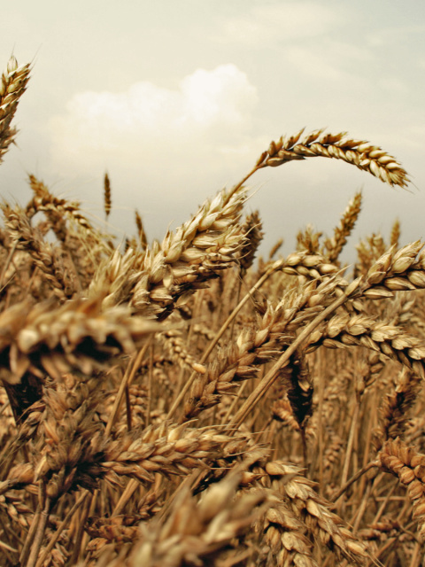 Wheat field screenshot #1 480x640