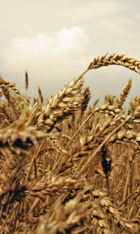 Wheat field screenshot #1 480x800