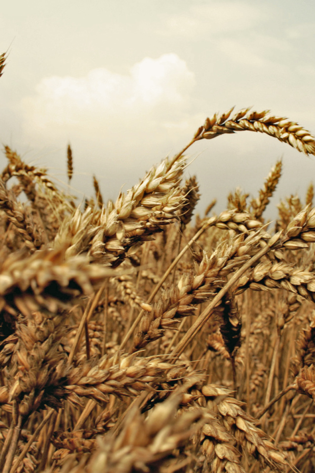 Wheat field screenshot #1 640x960