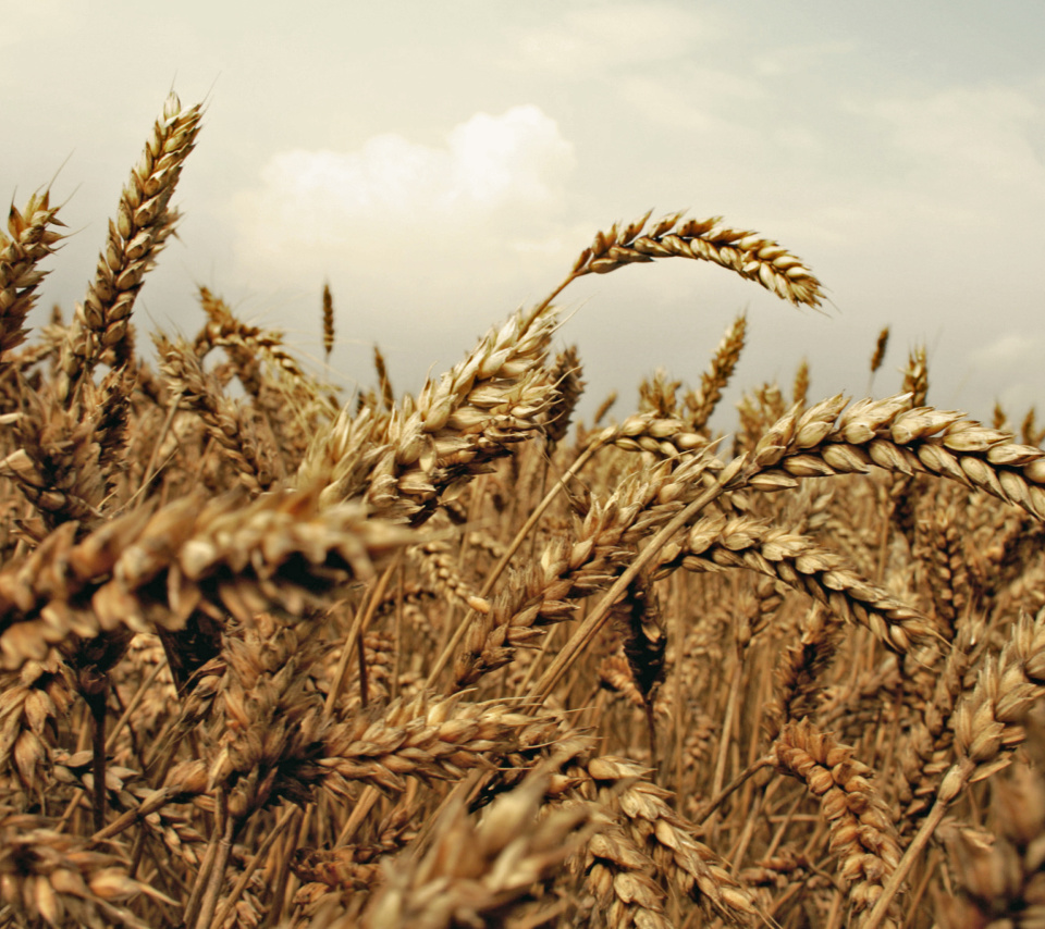 Wheat field screenshot #1 960x854